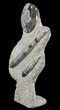 Bargain, Fossil Goniatite & Orthoceras Sculpture - #62373-3